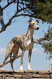 WHIPPET 047